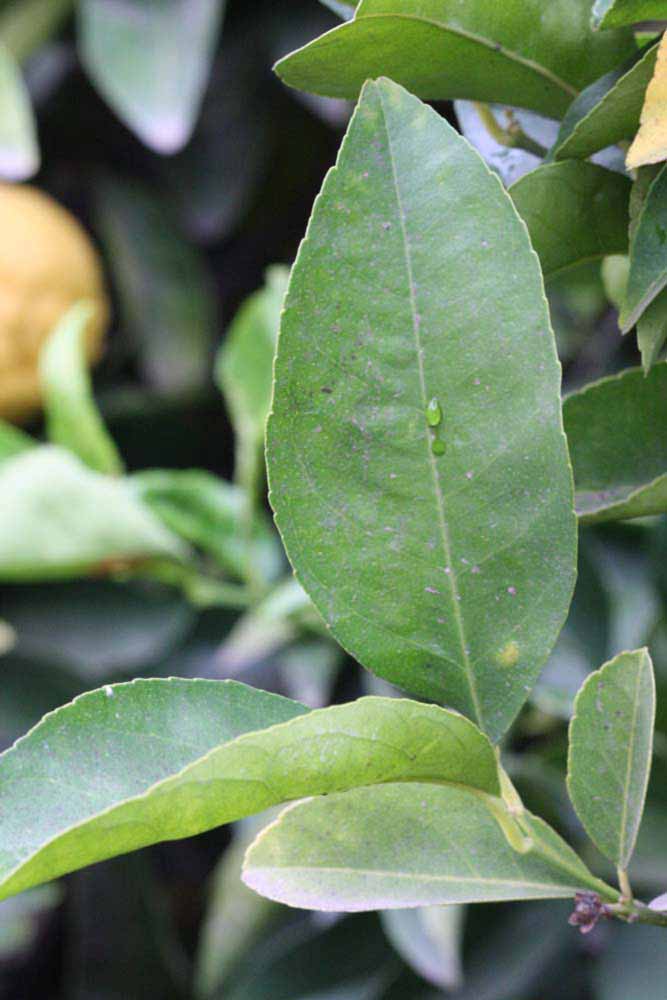              Unifoliolate leaf (Florida, Riverside, CA)       